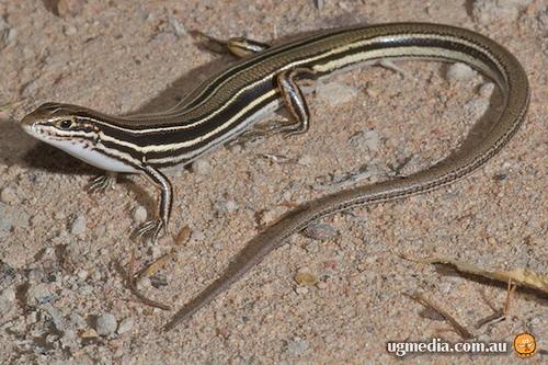 copper-tailed skink (Ctenotus taeniolatus)