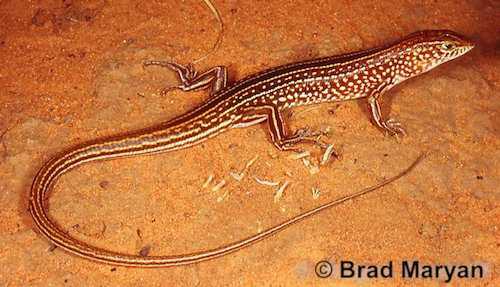 Tanami ctenotus (Ctenotus tanamiensis)