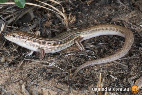 Kimberley wedgesnout ctenotus (Ctenotus tantillus)