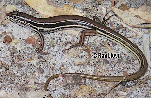 Hinchinbrook ctenotus (Ctenotus terrareginae)