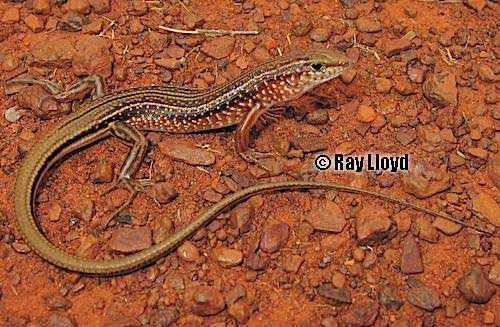 spotted ctenotus (Ctenotus uber)