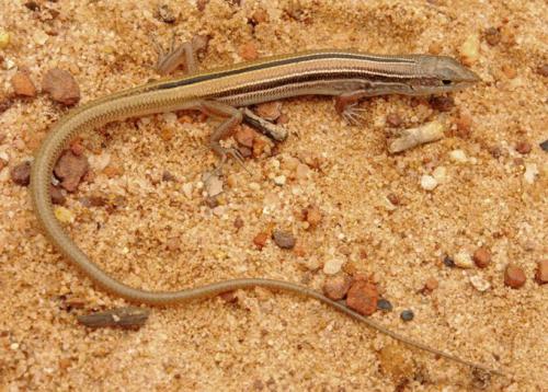 scant-striped ctenotus (Ctenotus vertebralis)