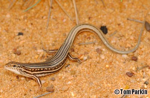 wide-striped ctenotus (Ctenotus xenopleura)