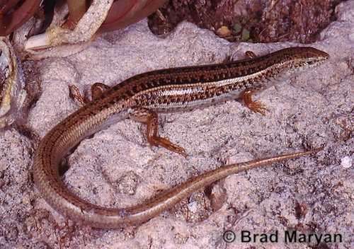 Shark Bay south-west ctenotus (Ctenotus youngsoni)