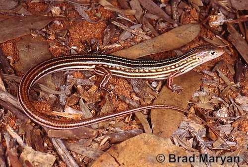 Hamelin Pool ctenotus (Ctenotus zastictus)