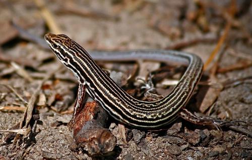 Southern Cape York finesnout ctenotus (Ctenotus zebrilla)