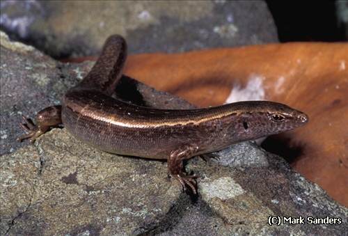 Lord Howe Island skink (Cyclodina lichenigera)