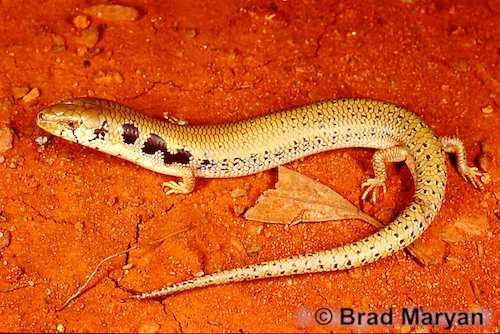 gilled slender blue-tongue (Cyclodomorphus branchialis)