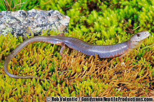 Tasmanian she-oak skink (Cyclodomorphus casuarinae)