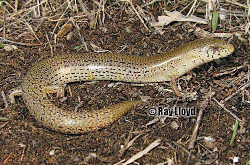 western slender blue-tongue (Cyclodomorphus celatus)