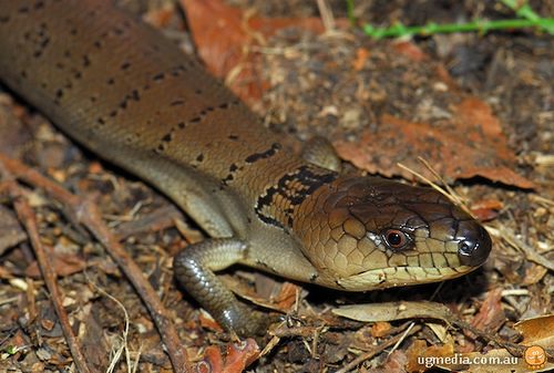pink-tongued skink (Cyclodomorphus gerrardii)