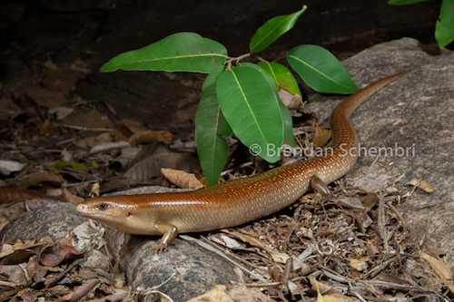 giant slender blue-tongue (Cyclodomorphus maximus)