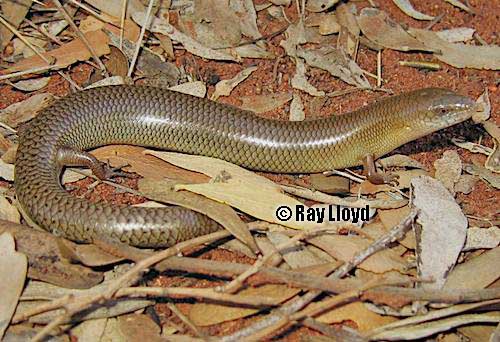 spinifex slender blue-tongue (Cyclodomorphus melanops)