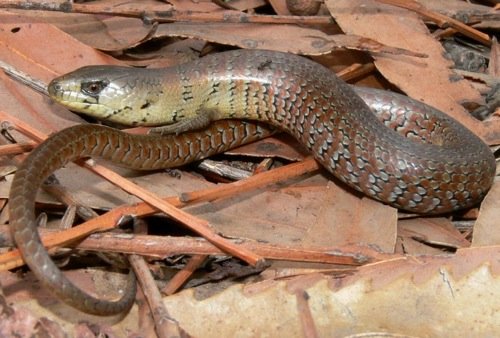 mainland she-oak skink (Cyclodomorphus michaeli)