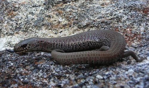 alpine she-oak skink (Cyclodomorphus praealtus)