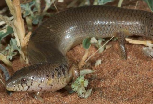 saltbush slender blue-tongue (Cyclodomorphus venustus)