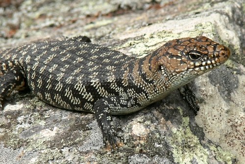 Cunningham's skink (Egernia cunninghami)