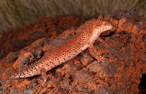 Western Pilbara spiny-tailed skink (Egernia cygnitos)