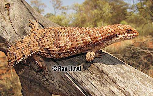 southern pygmy spiny-tailed skink (Egernia depressa)