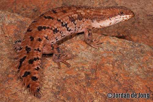 central pygmy spiny-tailed skink (Egernia eos)
