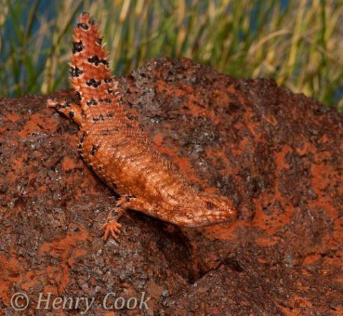 Eastern Pilbara spiny-tailed skink (Egernia epsisolus)