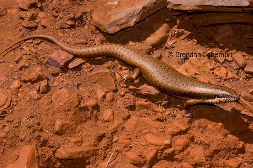 goldfields crevice-skink (Egernia formosa)