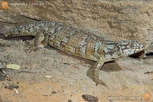 Hosmer's skink (Egernia hosmeri)