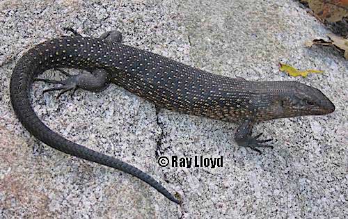 King's skink (Egernia kingii)