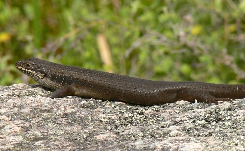 eastern crevice skink (Egernia mcpheei)