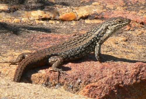south-western crevice-skink (Egernia napoleonis)