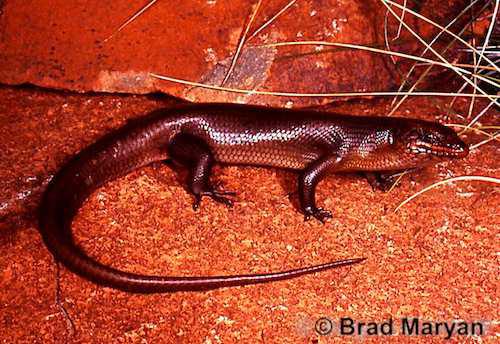 Pilbara crevice-skink (Egernia pilbarensis)