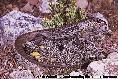 Bight crevice-skink (Egernia richardi)