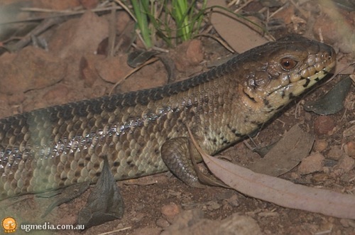 yakka skink (Egernia rugosa)