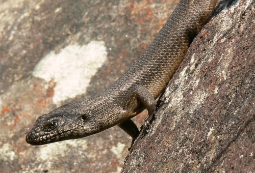 black rock skink (Egernia saxatilis)