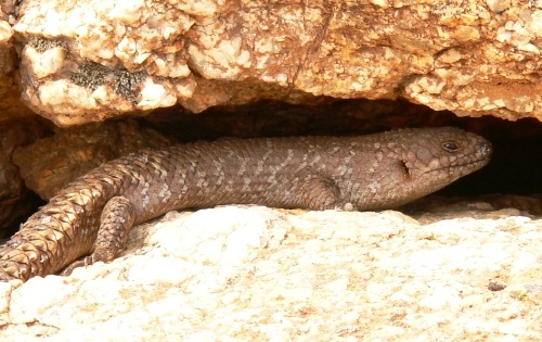 gidgee skink (Egernia stokesii)