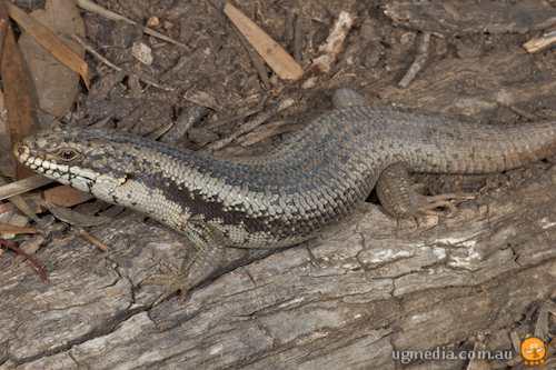 tree skink (Egernia striolata)