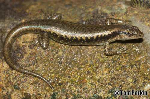 littoral whiptail-skink (Emoia atrocostata)