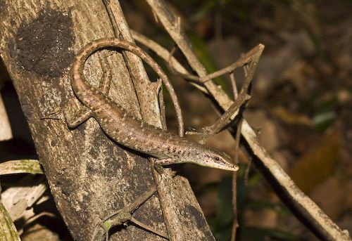 shrub whiptail-skink (Emoia longicauda)