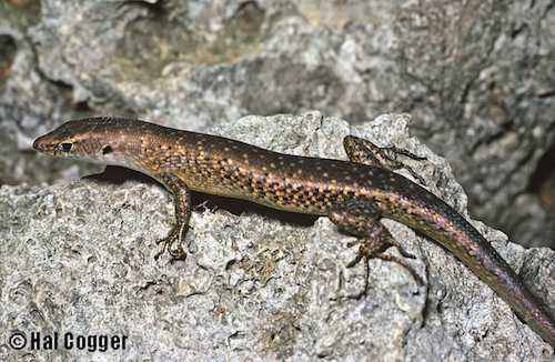 Christmas Island whiptail-skink (Emoia nativitatis)