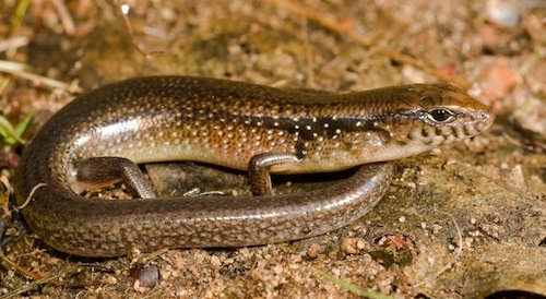 brown-sided bar-lipped skink (Eremiascincus brongersmai)