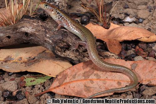 orange-sided bar-lipped skink (Eremiascincus douglasi)