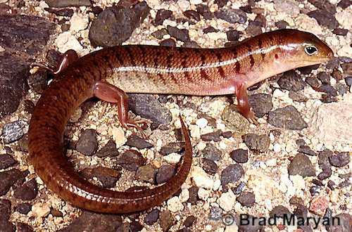 eastern narrow-banded skink (Eremiascincus fasciolatus)