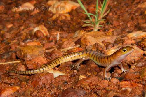 northern narrow–banded skink (Eremiascincus intermedius)
