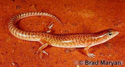 mosaic desert skink (Eremiascincus musivus)