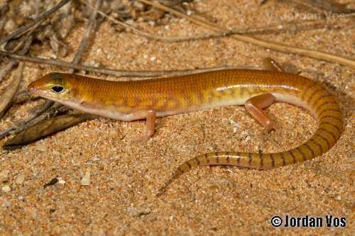 western narrow-banded skink (Eremiascincus pallidus)