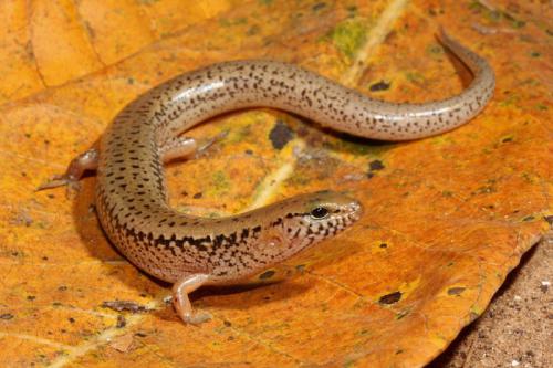 lowlands bar-lipped skink (Eremiascincus pardalis)