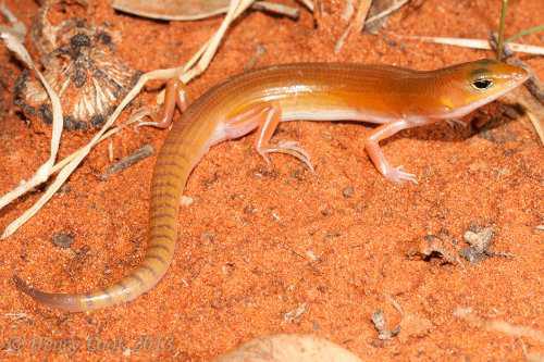 ghost skink (Eremiascincus phantasmus)
