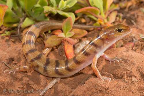 broad-banded sand-swimmer (Eremiascincus richardsonii)