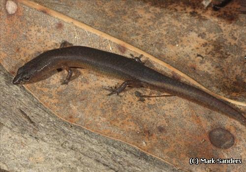 elf skink (Eroticoscincus graciloides)