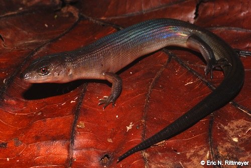 bar-lipped sheen-skink (Eugongylus rufescens)